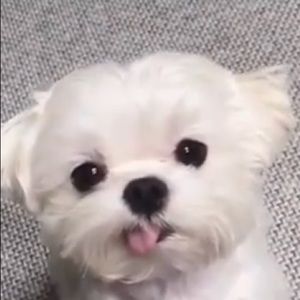 Meet your Posher, Isaac